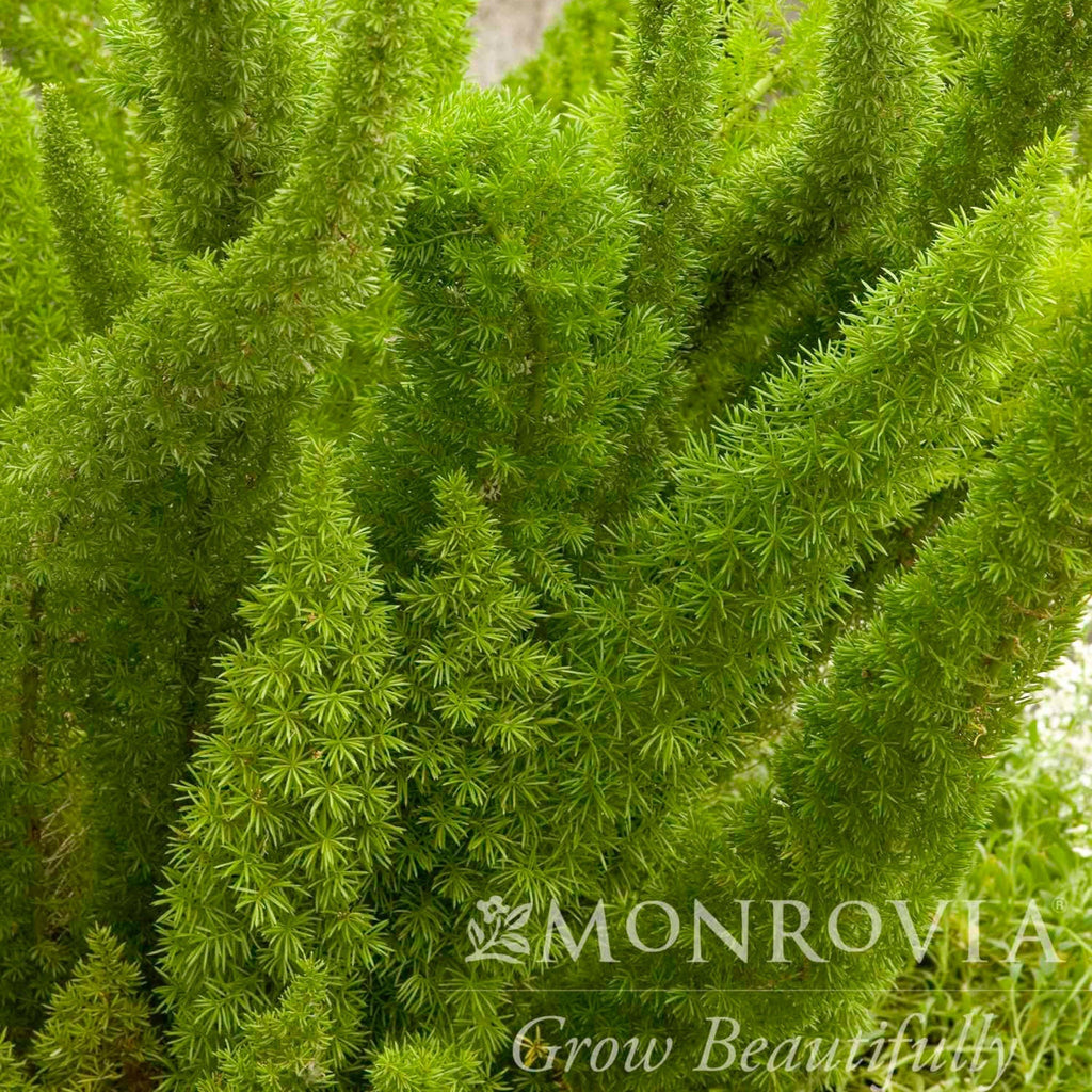 Foxtail Fern - Cheeky Garden