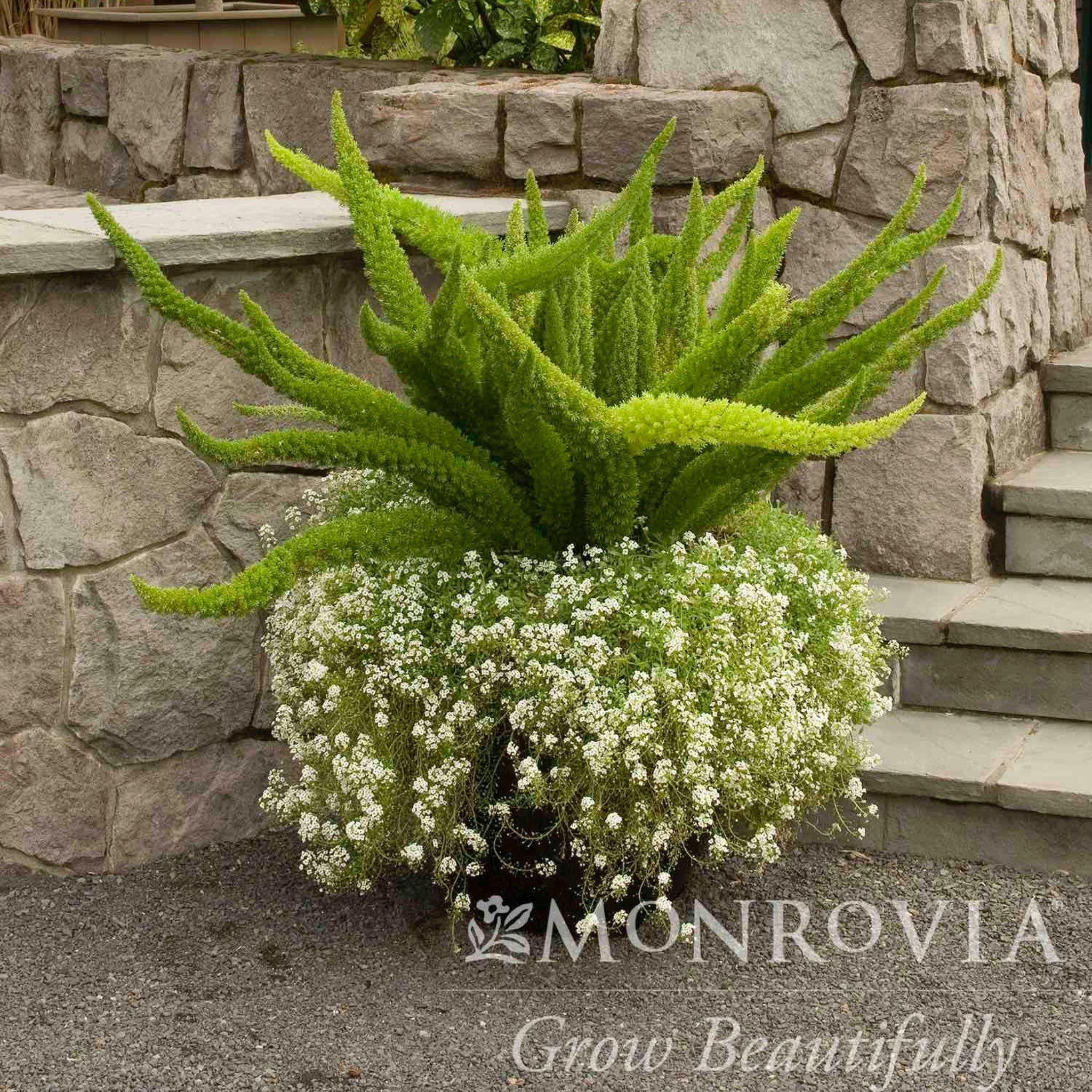 Foxtail Fern - Cheeky Garden