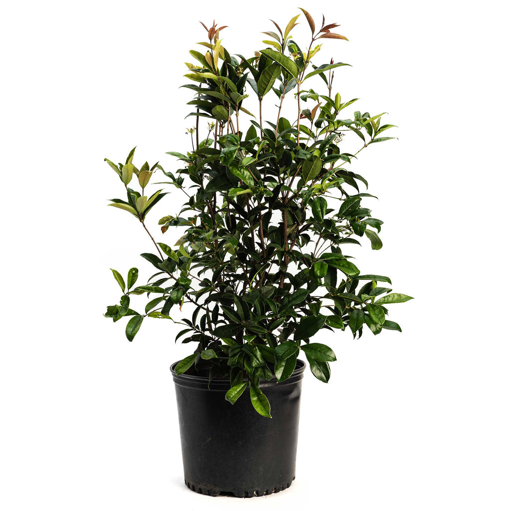 Fragrant Tea Olive Tree - Cheeky Garden