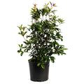 Fragrant Tea Olive Tree - Cheeky Garden