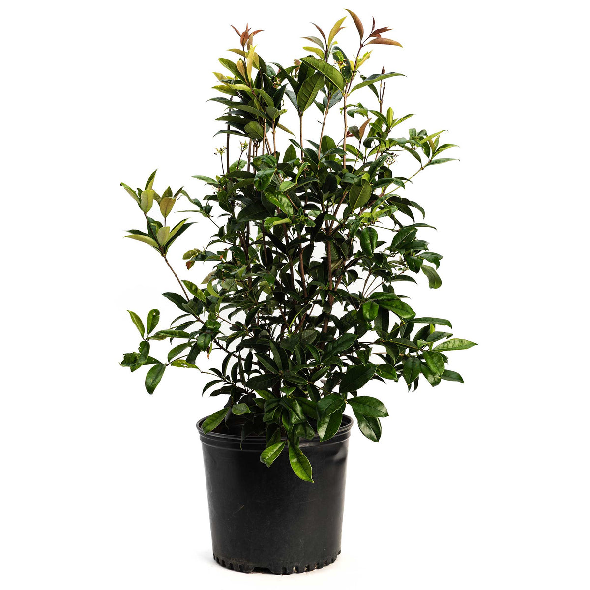 Fragrant Tea Olive Tree - Cheeky Garden
