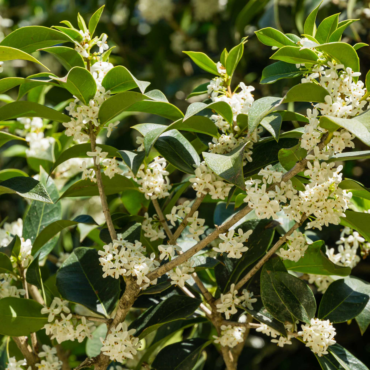 Fragrant Tea Olive Tree - Cheeky Garden