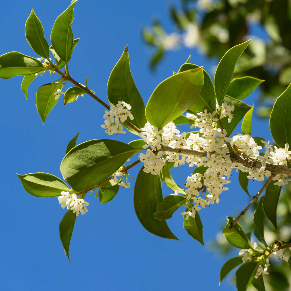 Fragrant Tea Olive Tree - Cheeky Garden