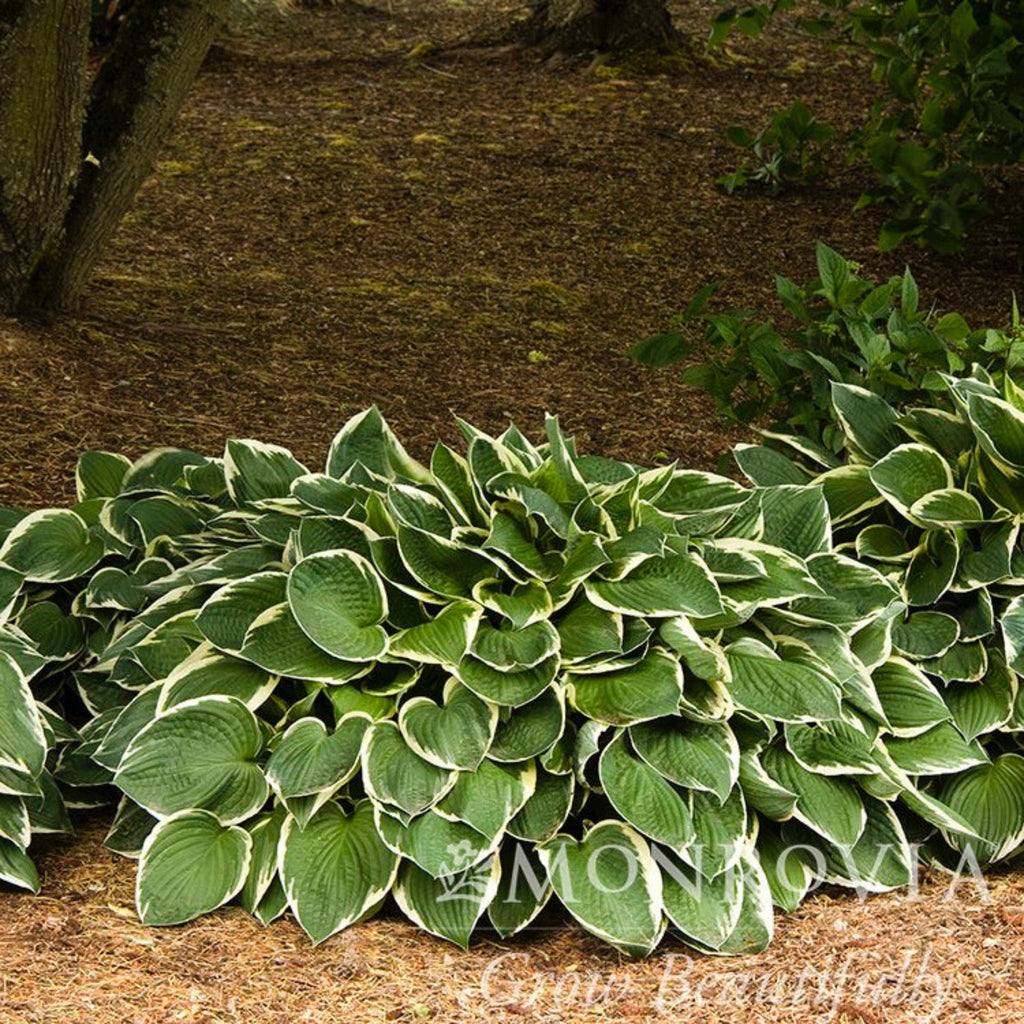 Francee Hosta - Cheeky Garden