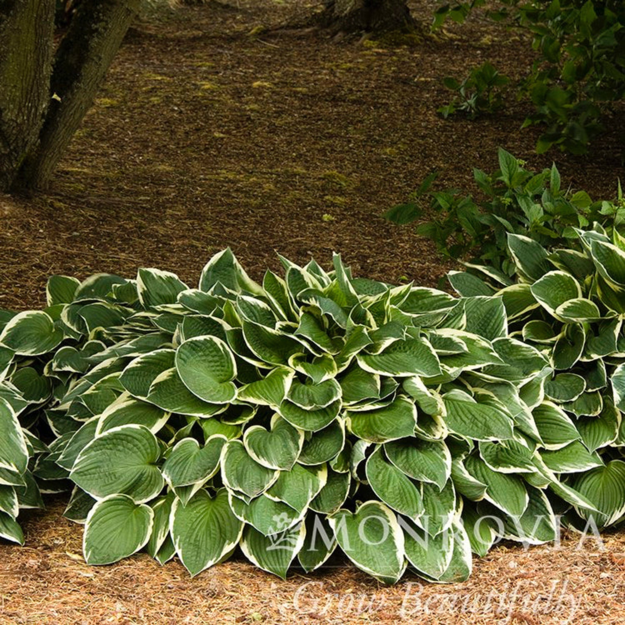 Francee Hosta - Cheeky Garden