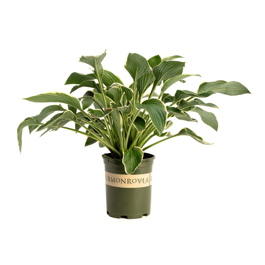 Francee Hosta - Cheeky Garden