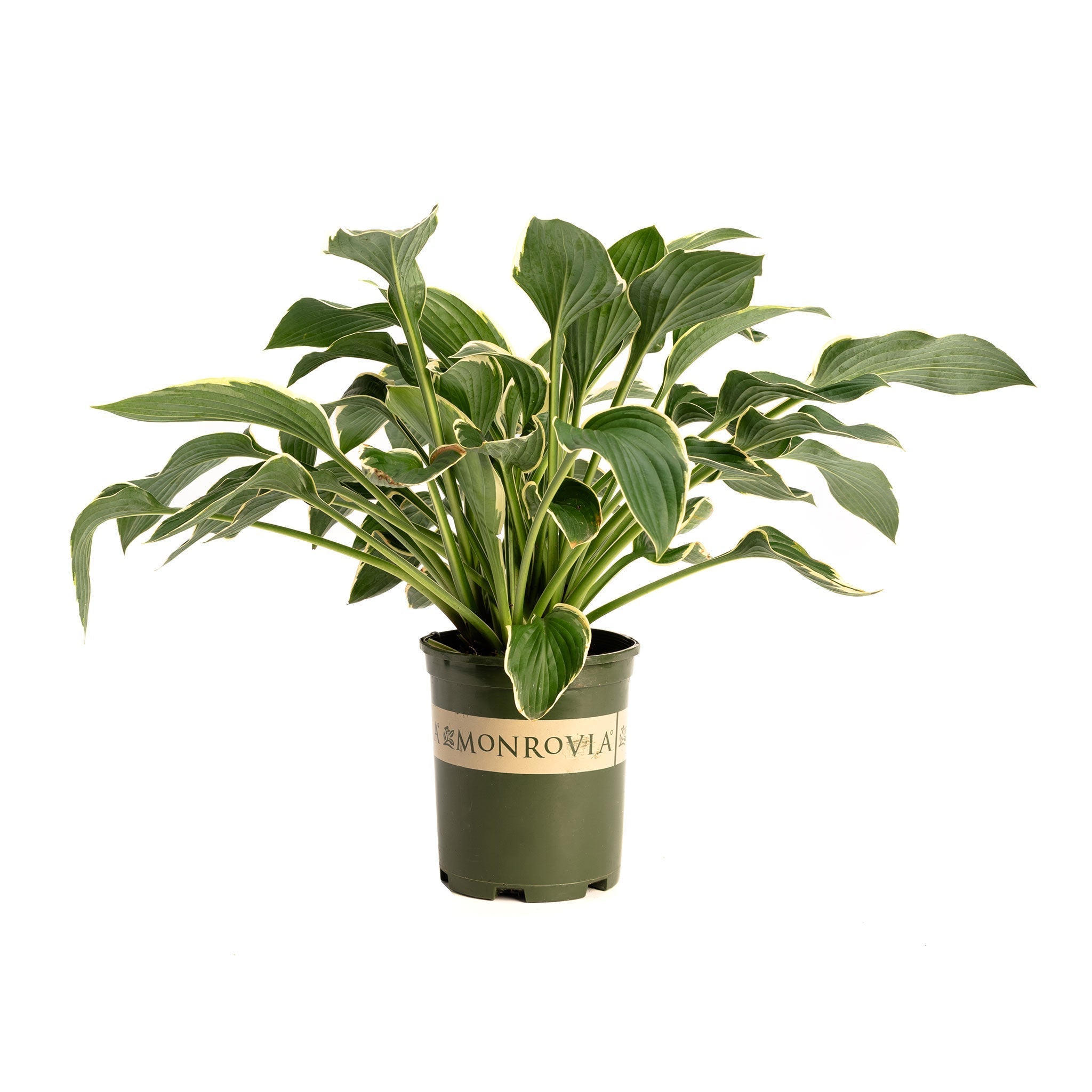 Francee Hosta - Cheeky Garden