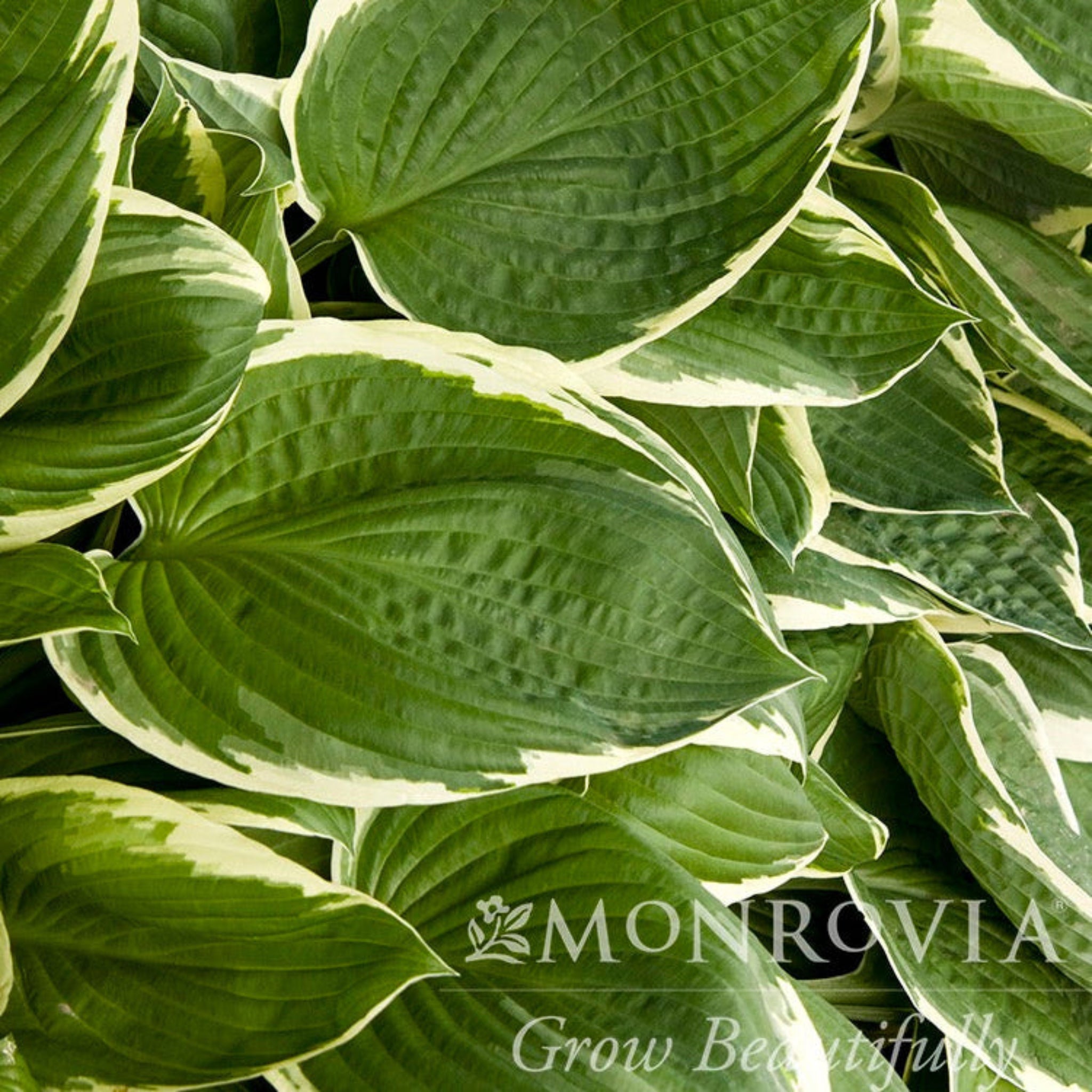 Francee Hosta - Cheeky Garden
