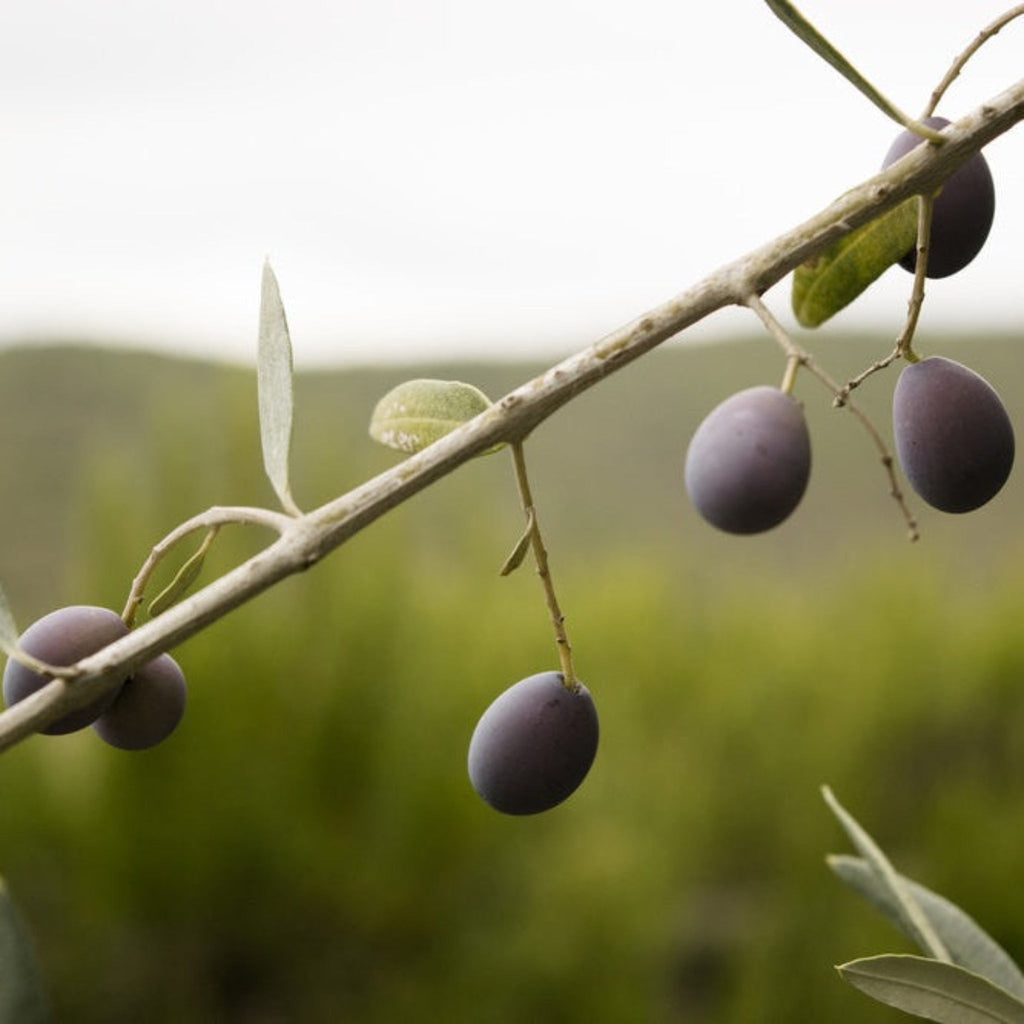 Frantoio Olive Tree - Cheeky Garden