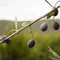 Frantoio Olive Tree - Cheeky Garden