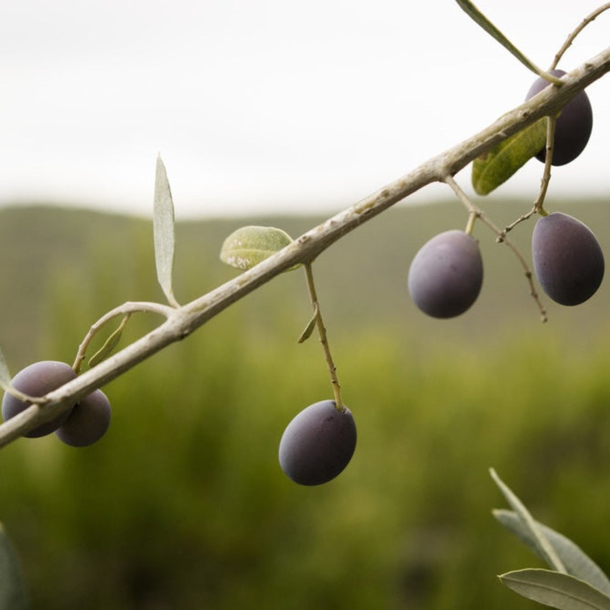 Frantoio Olive Tree - Cheeky Garden