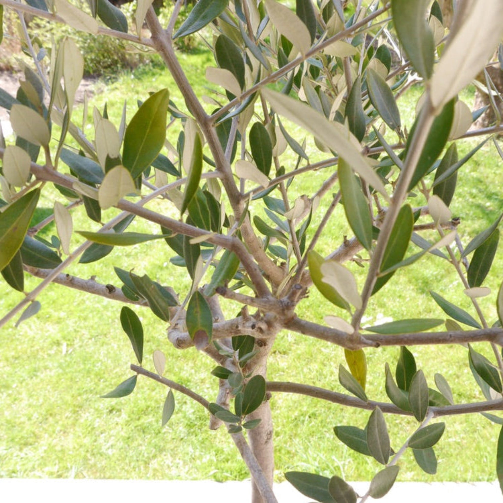 Frantoio Olive Tree - Cheeky Garden