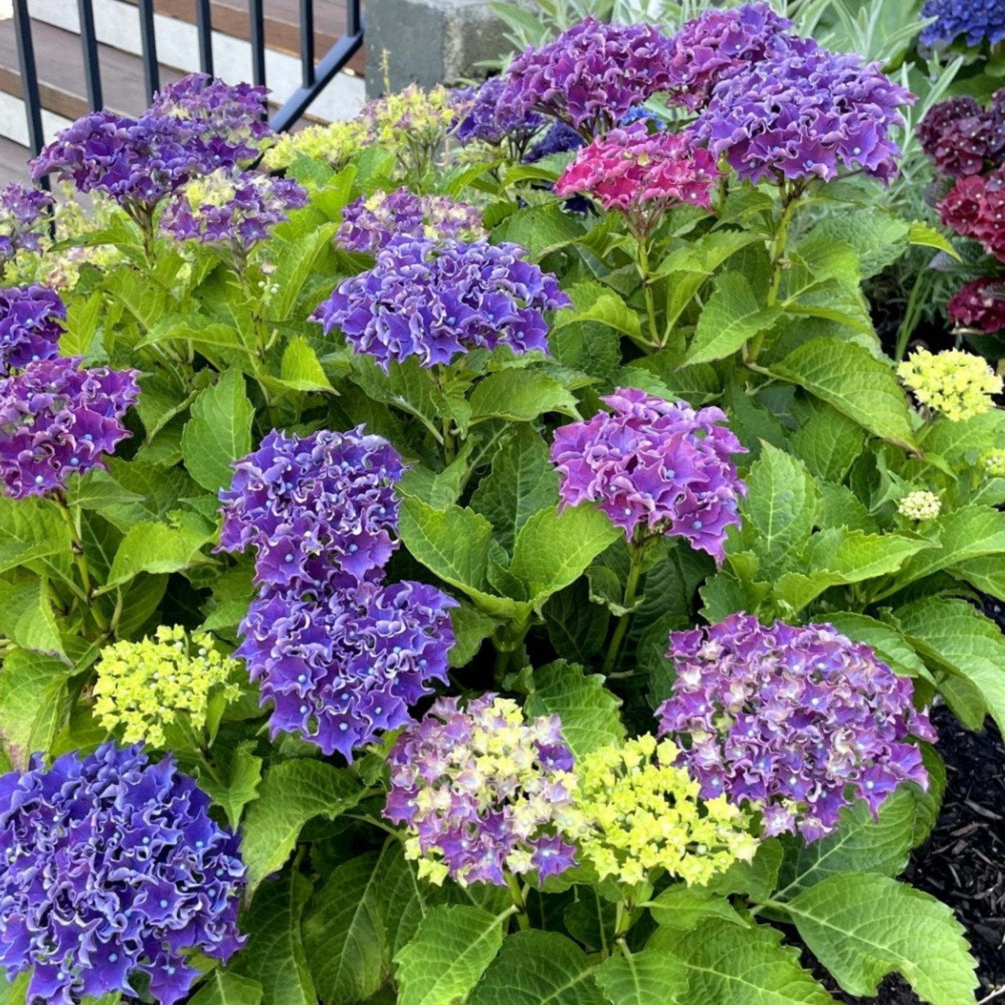 Frill Ride® Reblooming Hydrangea - Cheeky Garden