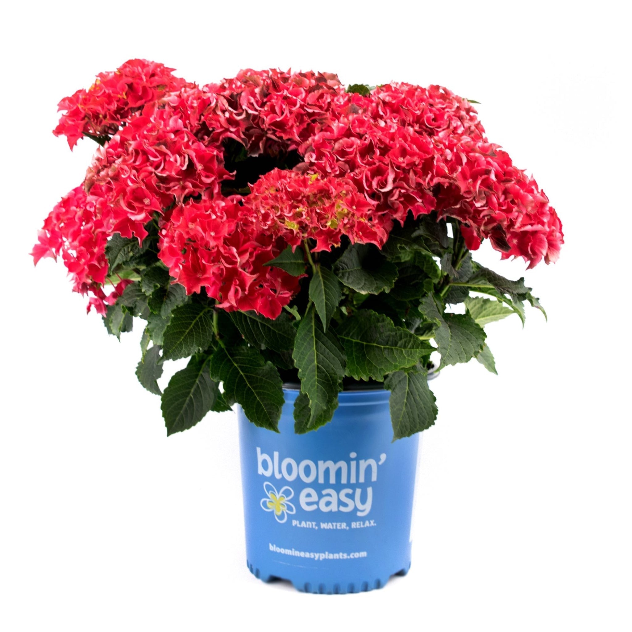 Frill Ride® Reblooming Hydrangea - Cheeky Garden