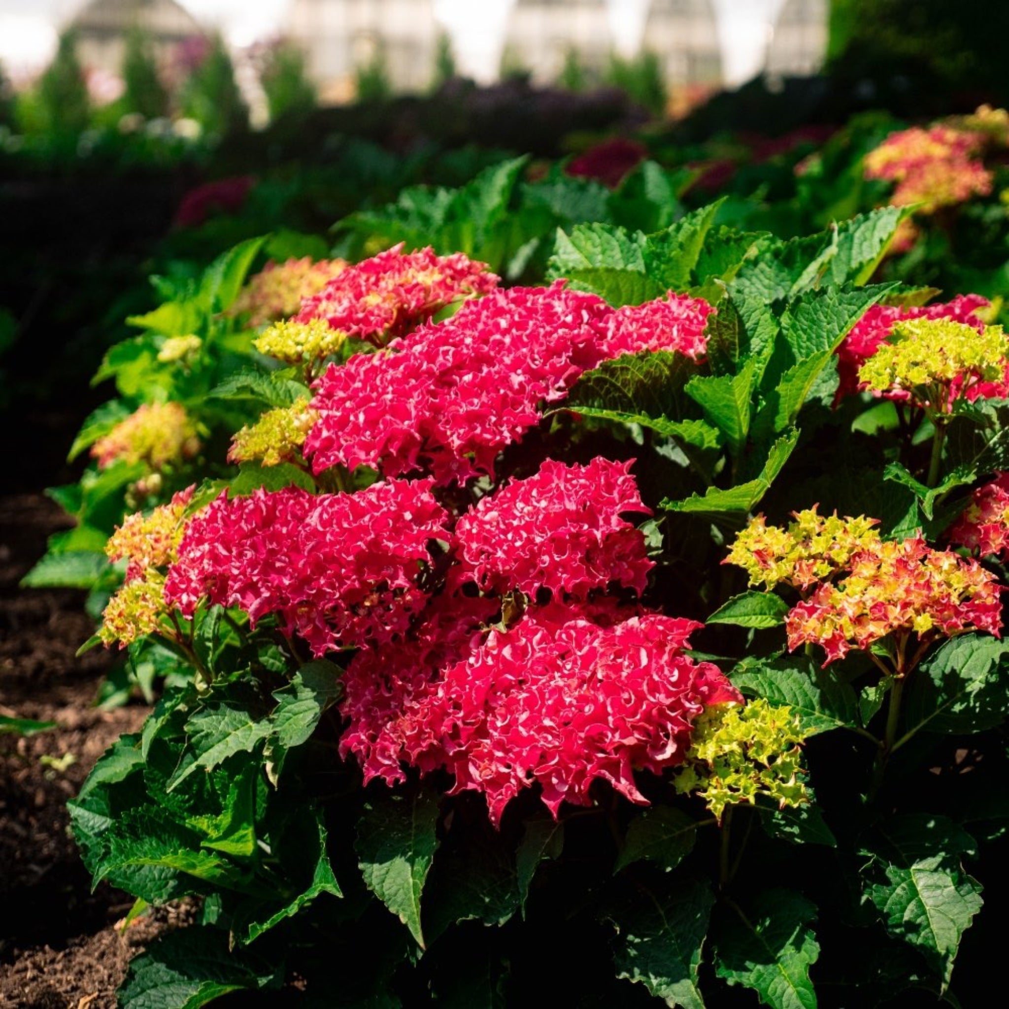 Frill Ride® Reblooming Hydrangea - Cheeky Garden