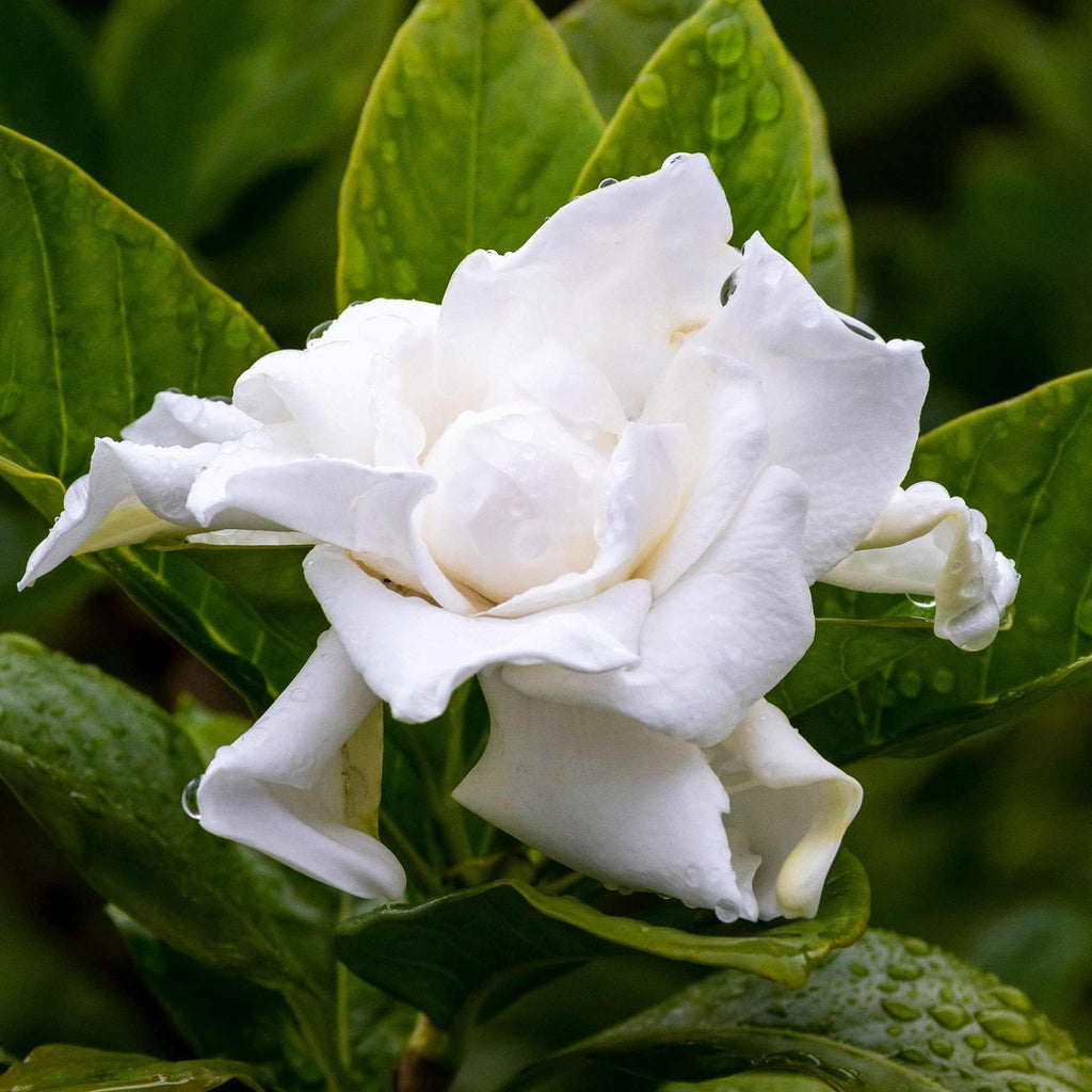 Frost Proof Gardenia - Cheeky Garden