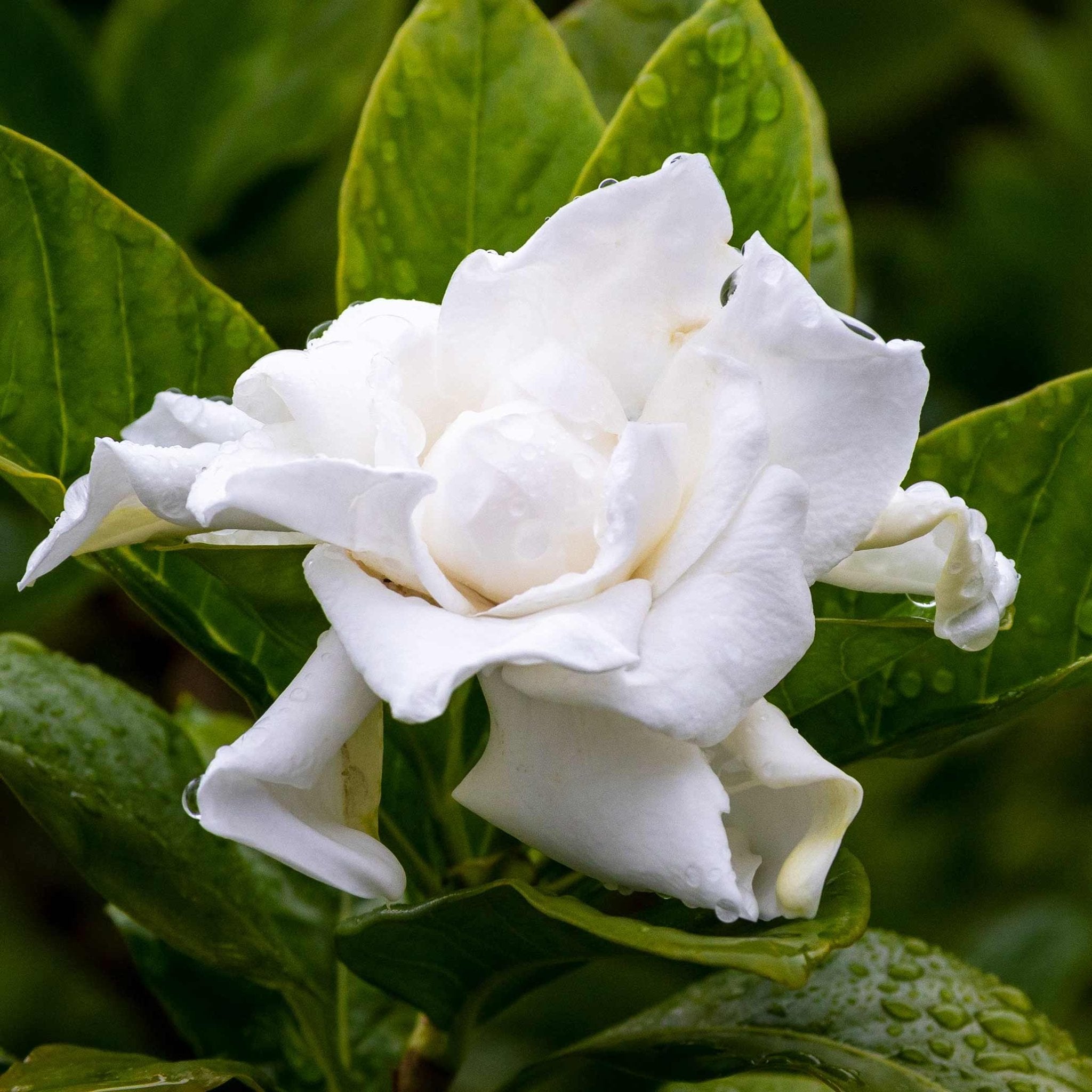 Frost Proof Gardenia - Cheeky Garden