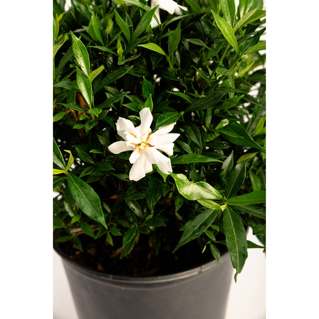Frost Proof Gardenia - Cheeky Garden