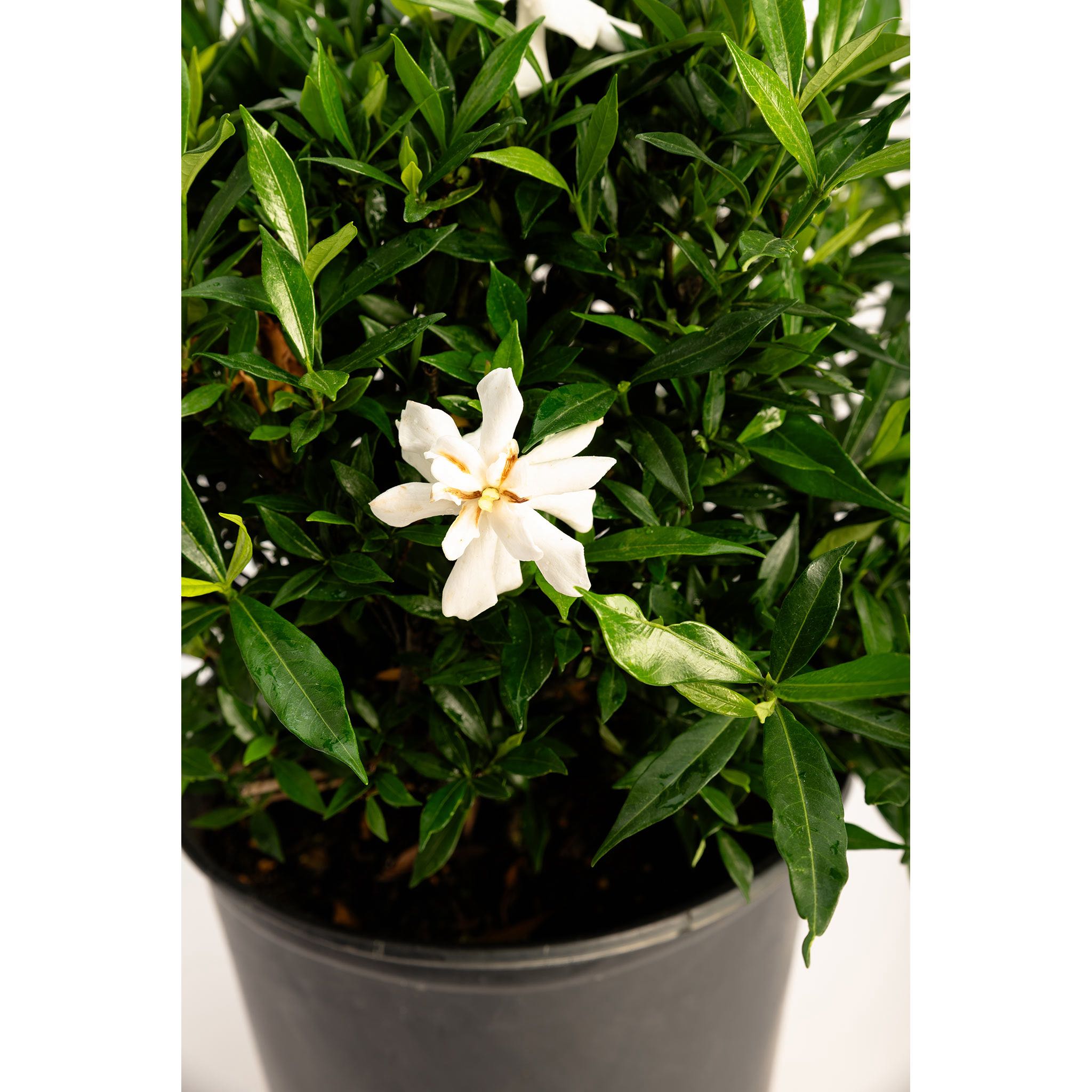Frost Proof Gardenia - Cheeky Garden