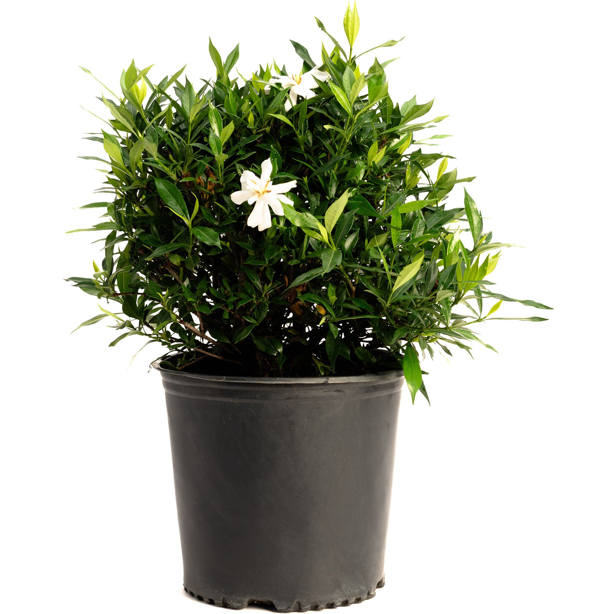Frost Proof Gardenia - Cheeky Garden