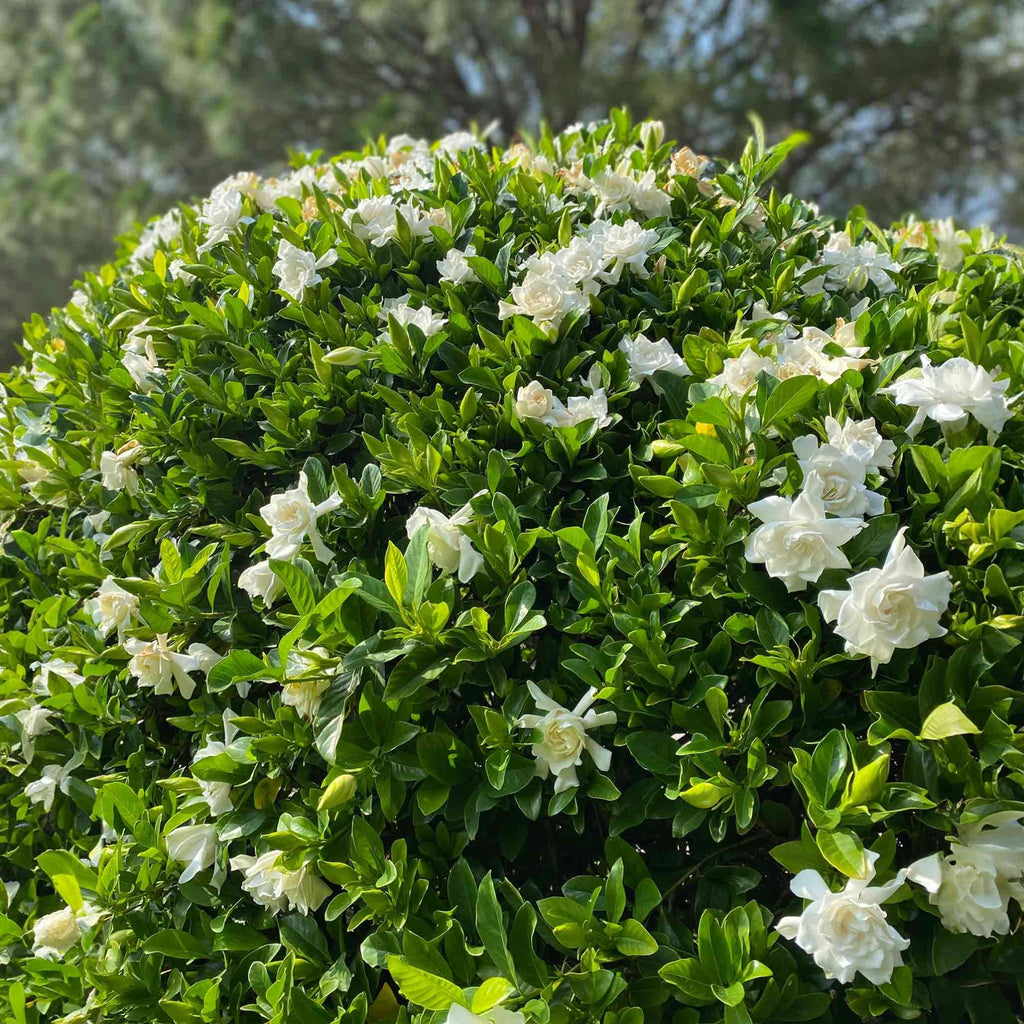 Frost Proof Gardenia - Cheeky Garden