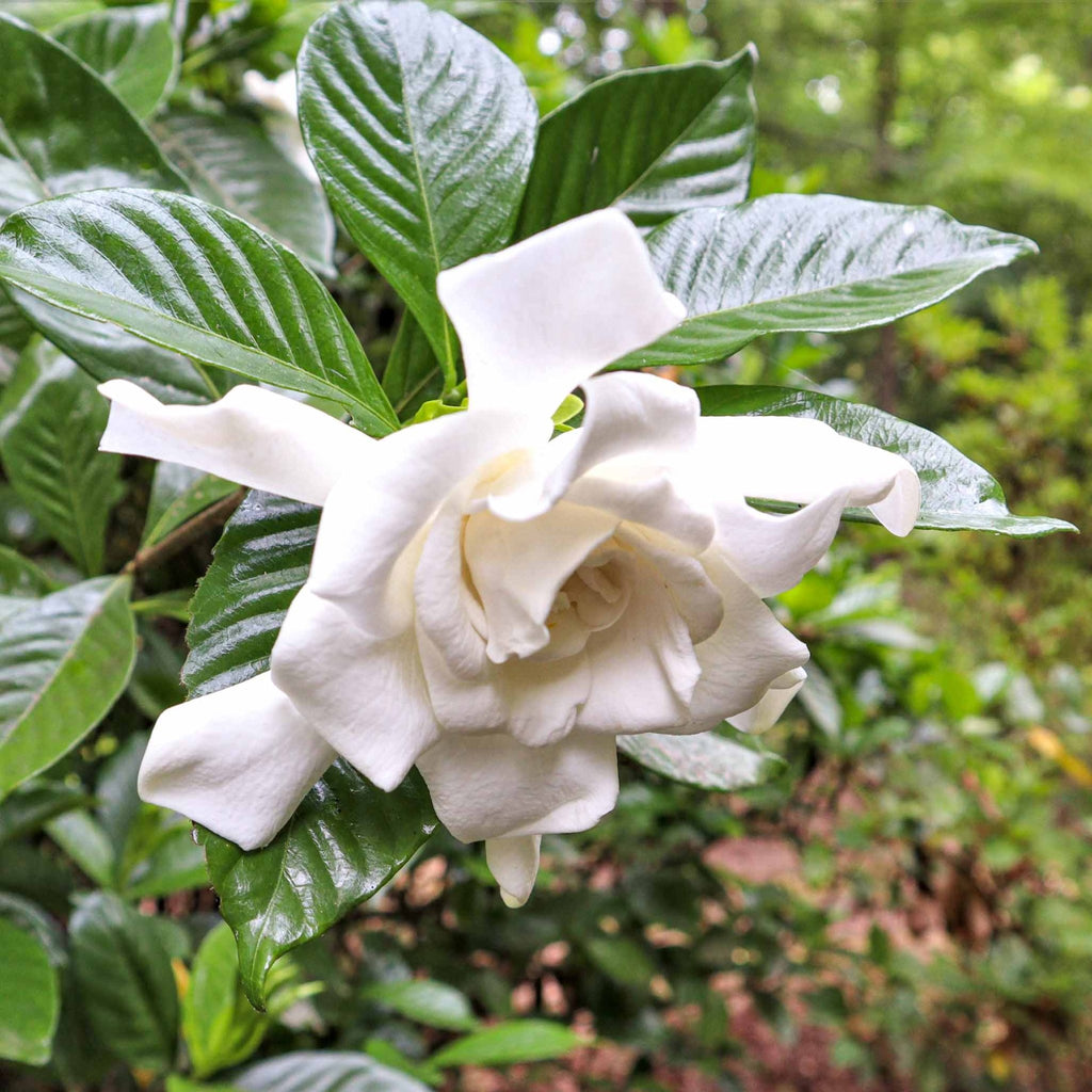 Frost Proof Gardenia - Cheeky Garden