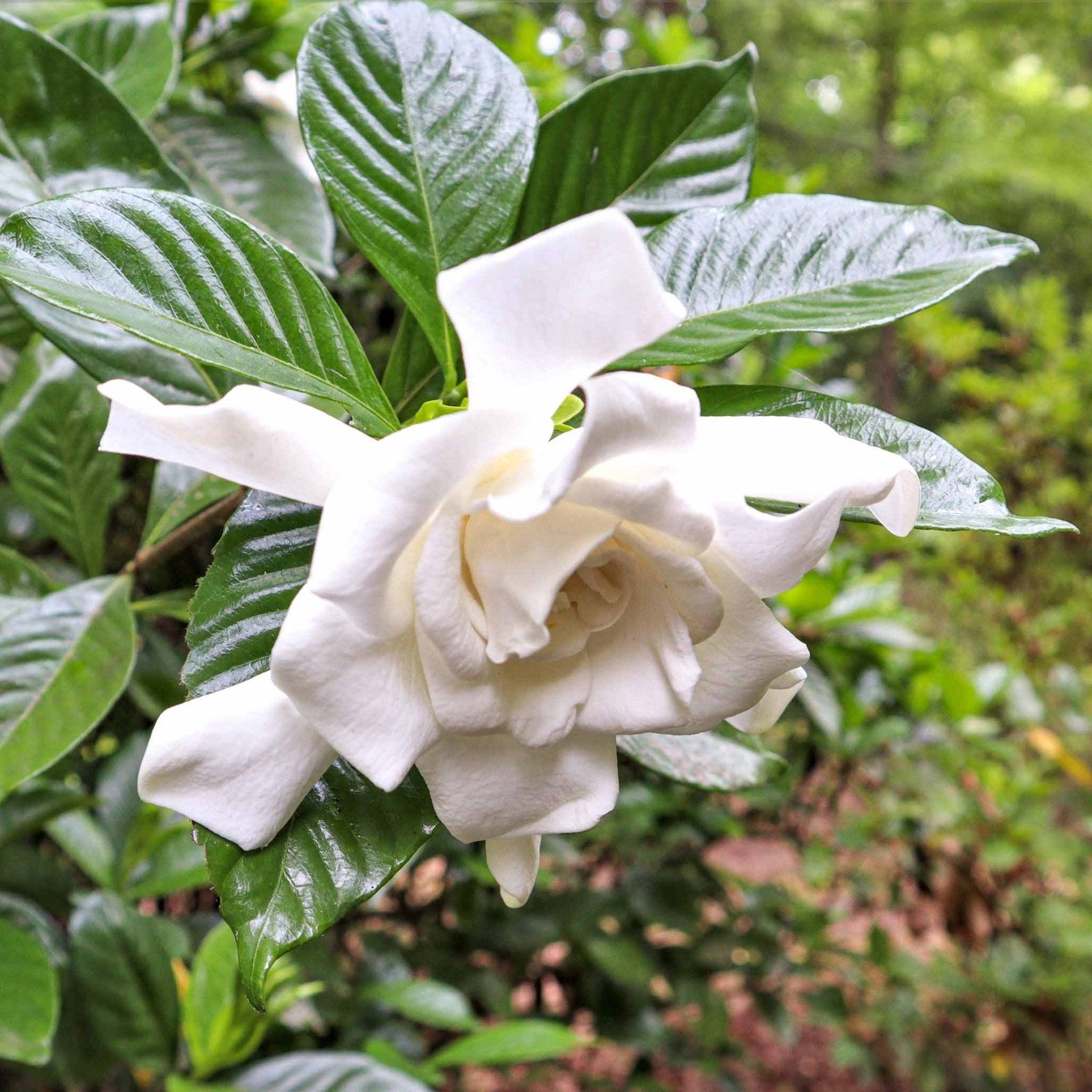 Frost Proof Gardenia - Cheeky Garden