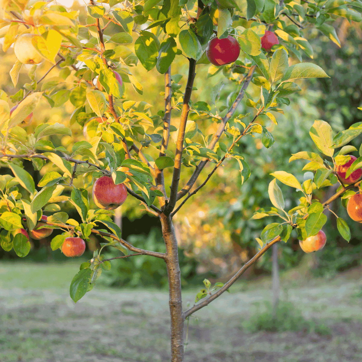 Fuji Apple Tree - Cheeky Garden