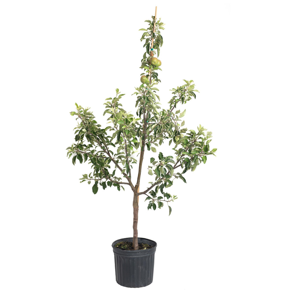 Fuji Apple Tree - Cheeky Garden
