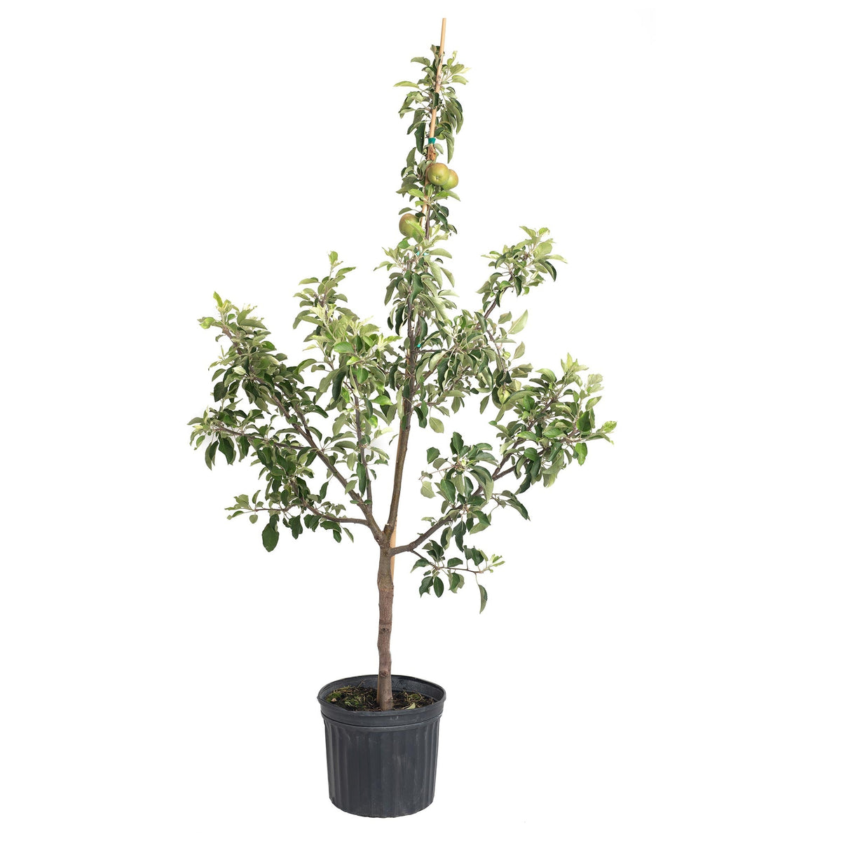Fuji Apple Tree - Cheeky Garden