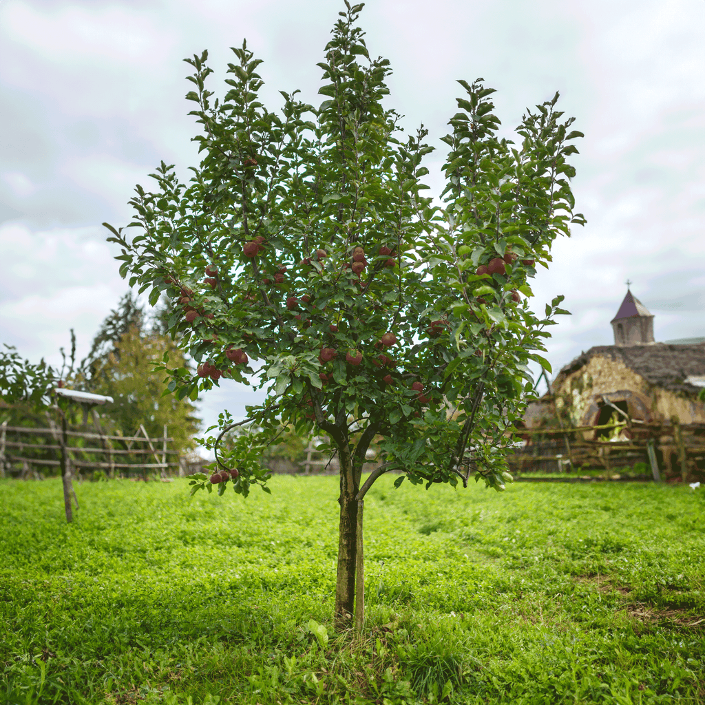 Fuji Apple Tree - Cheeky Garden