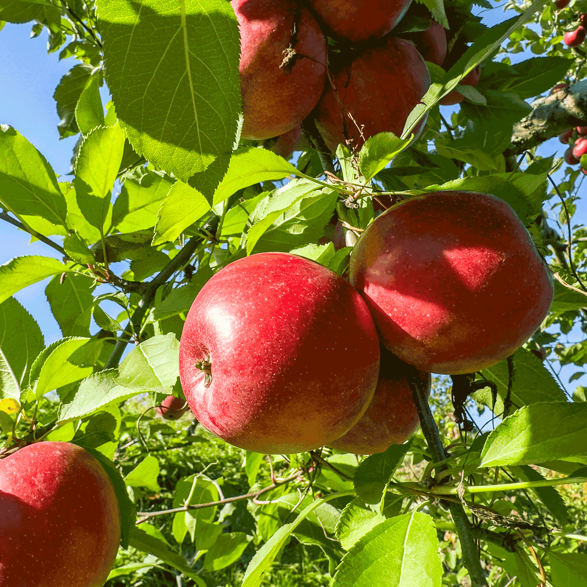 Fuji Apple Tree - Cheeky Garden