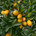 Fukushu Kumquat Tree - Cheeky Garden