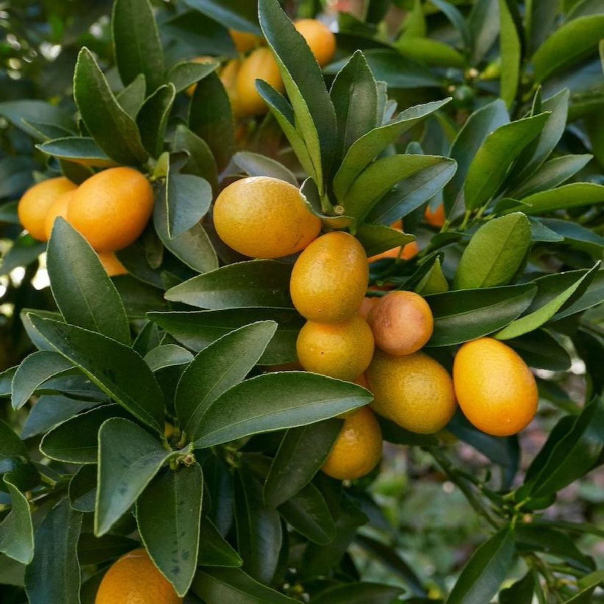 Fukushu Kumquat Tree - Cheeky Garden