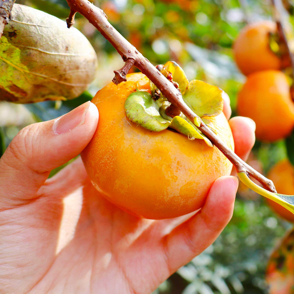 Fuyu Persimmon - Cheeky Garden