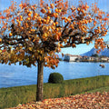 Fuyu Persimmon - Cheeky Garden