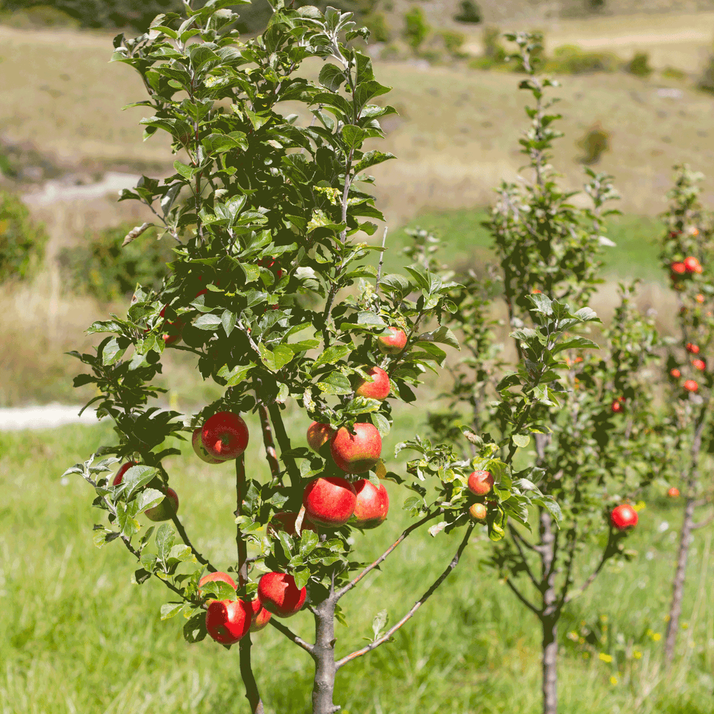 Gala Apple Tree - Cheeky Garden