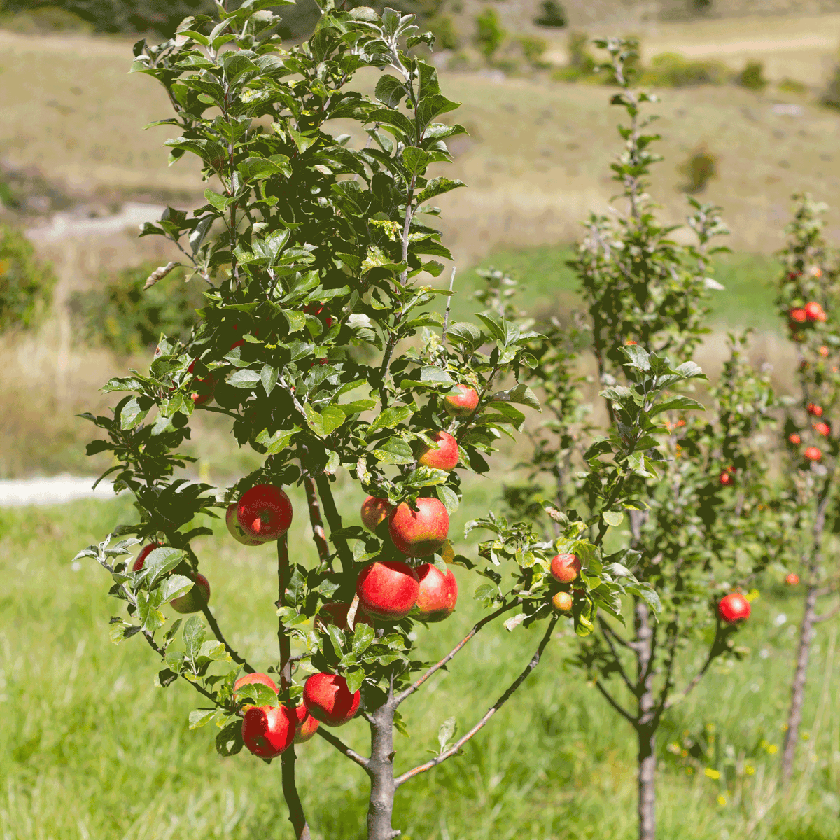 Gala Apple Tree - Cheeky Garden