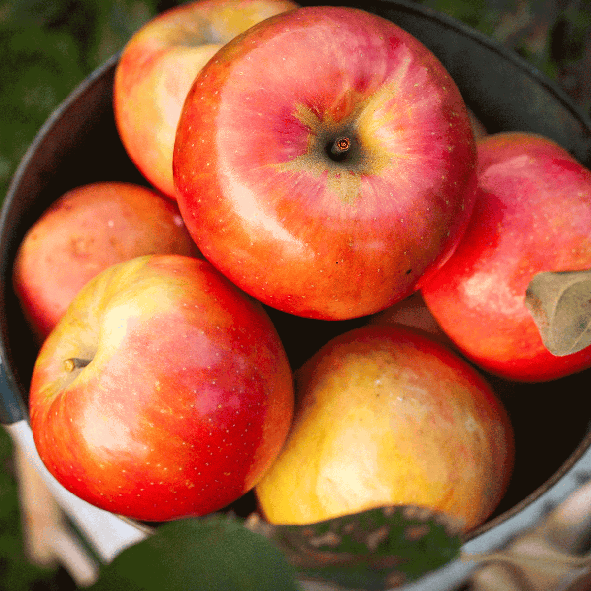 Gala Apple Tree - Cheeky Garden