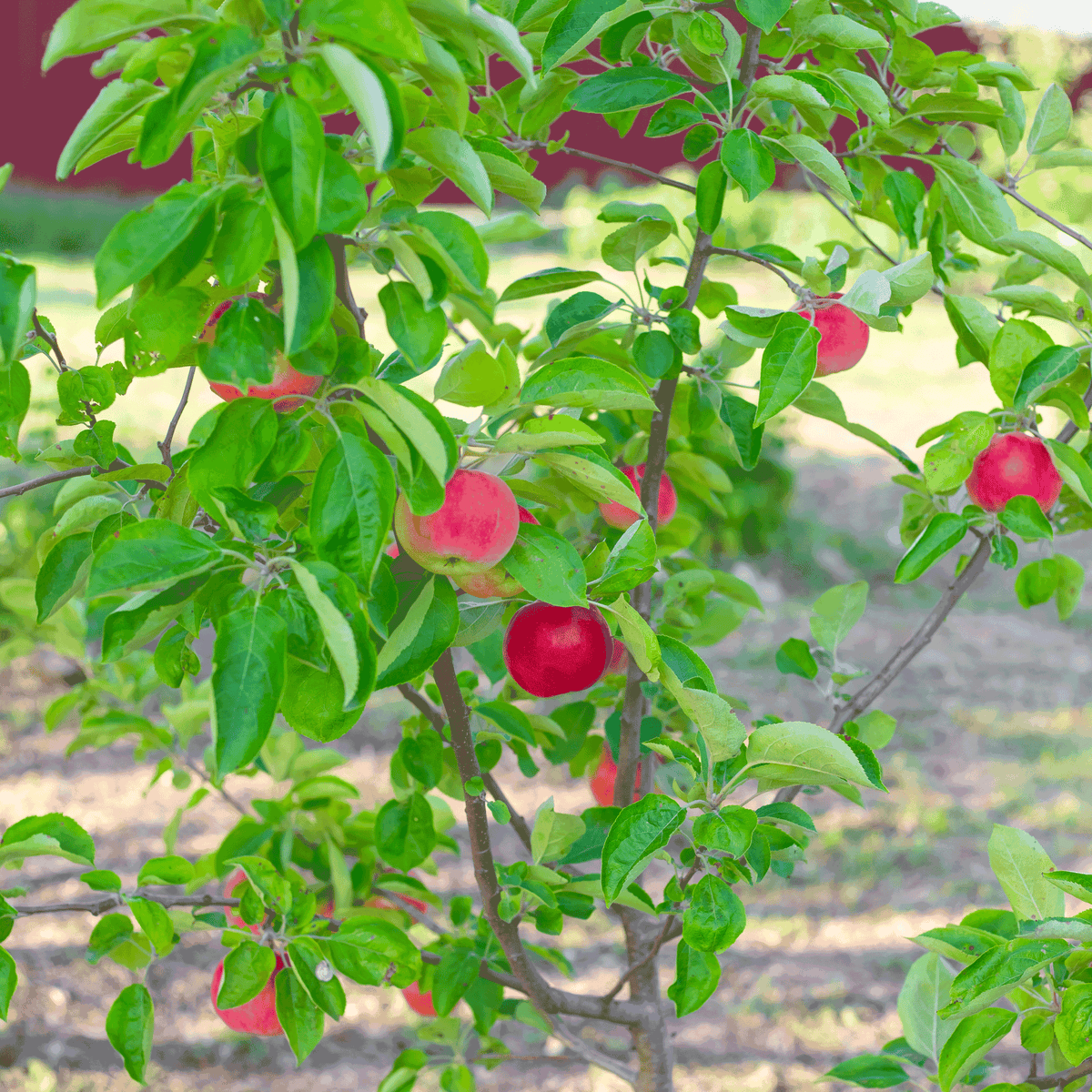 Gala Apple Tree - Cheeky Garden