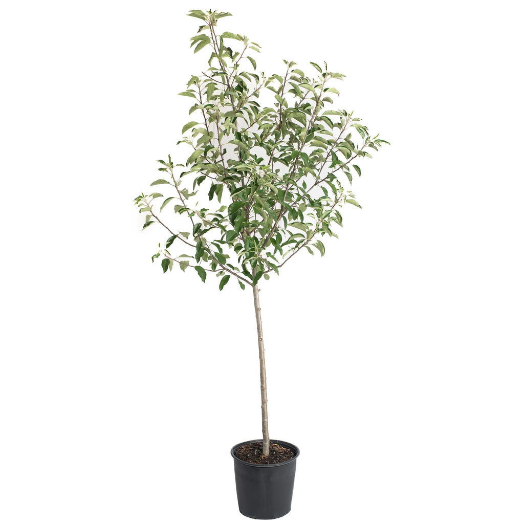 Gala Apple Tree - Cheeky Garden