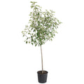 Gala Apple Tree - Cheeky Garden