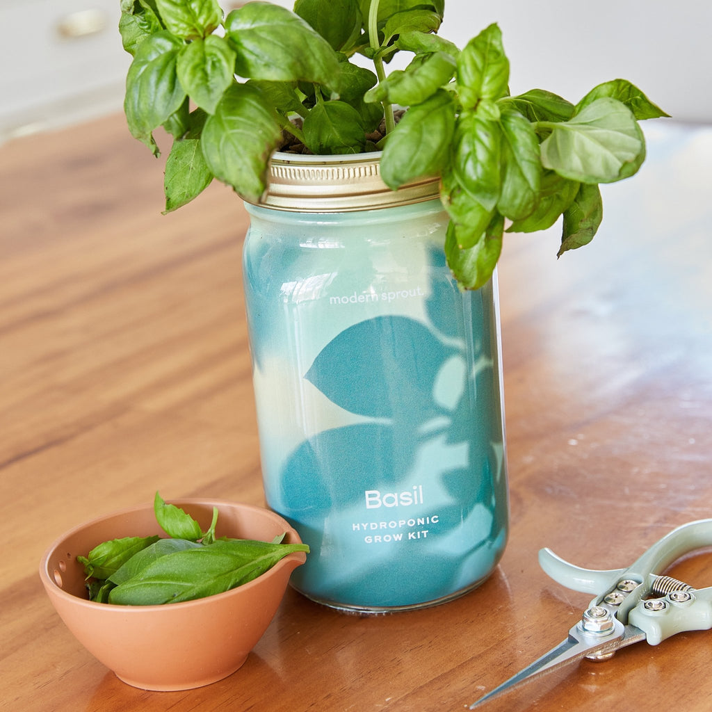 Garden Jars - Organic Herbs - Cheeky Garden