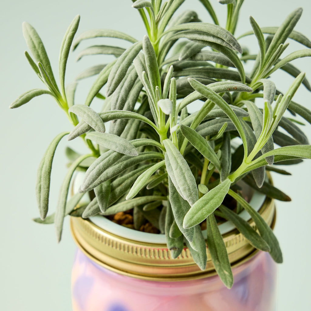 Garden Jars - Organic Herbs - Cheeky Garden