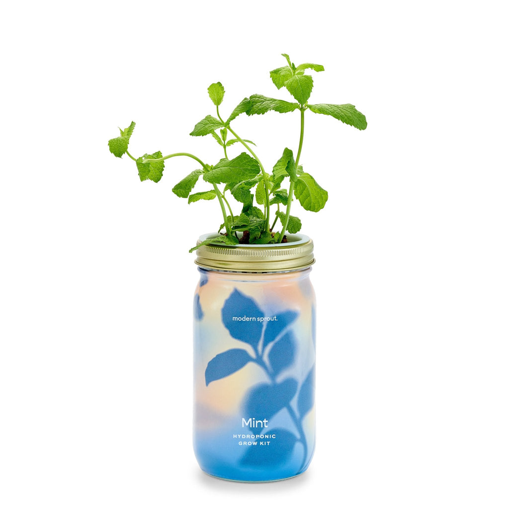 Garden Jars - Organic Herbs - Cheeky Garden