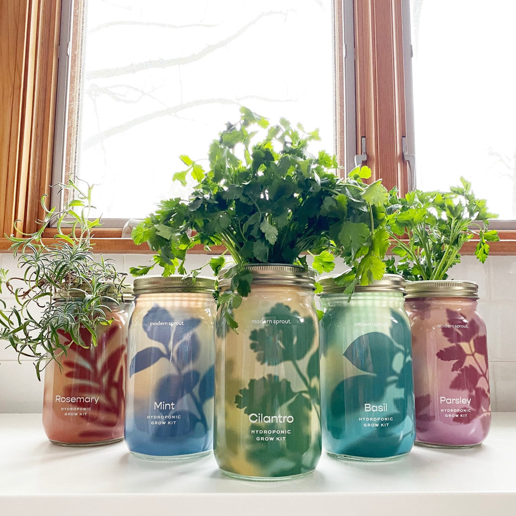 Garden Jars - Organic Herbs - Cheeky Garden