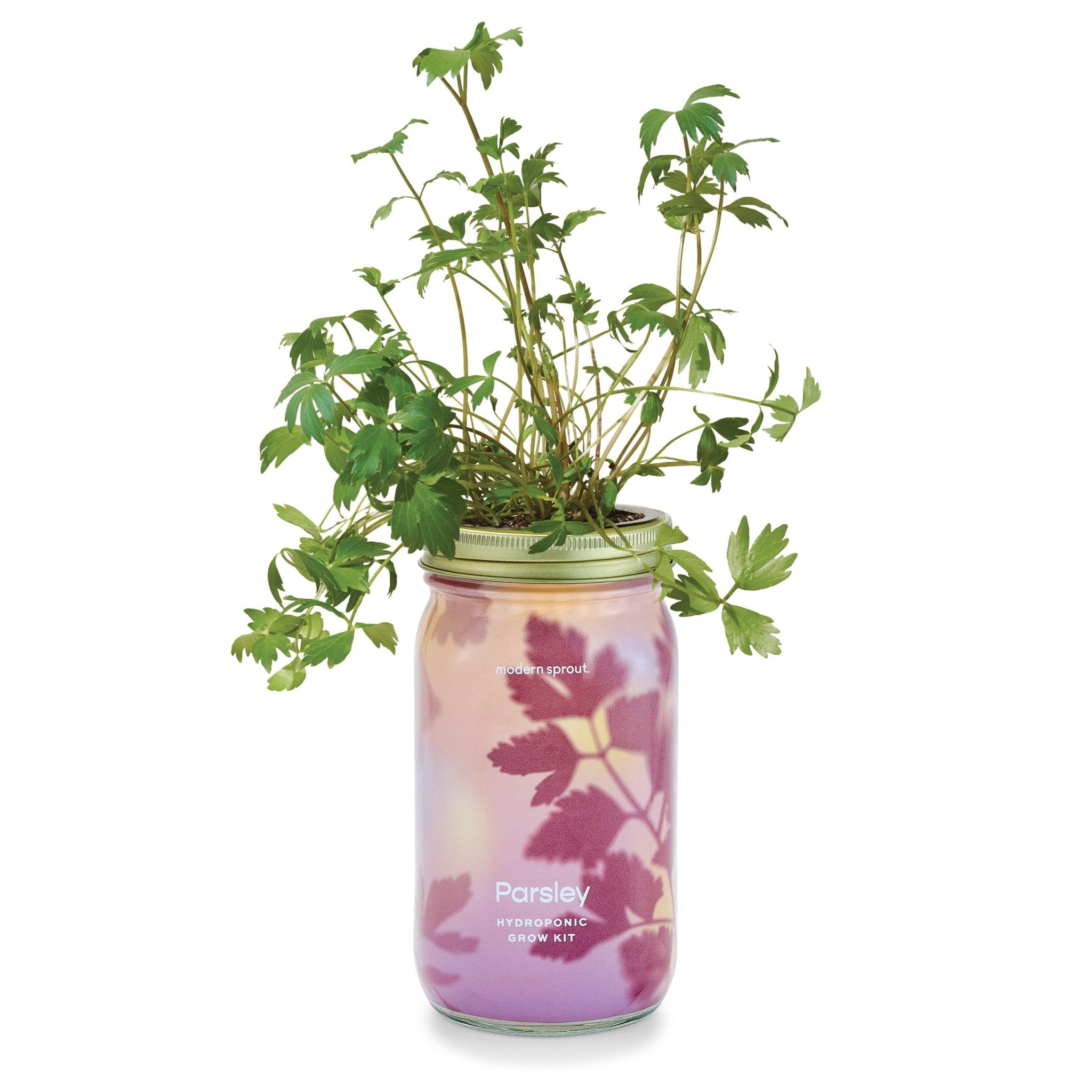 Garden Jars - Organic Herbs - Cheeky Garden