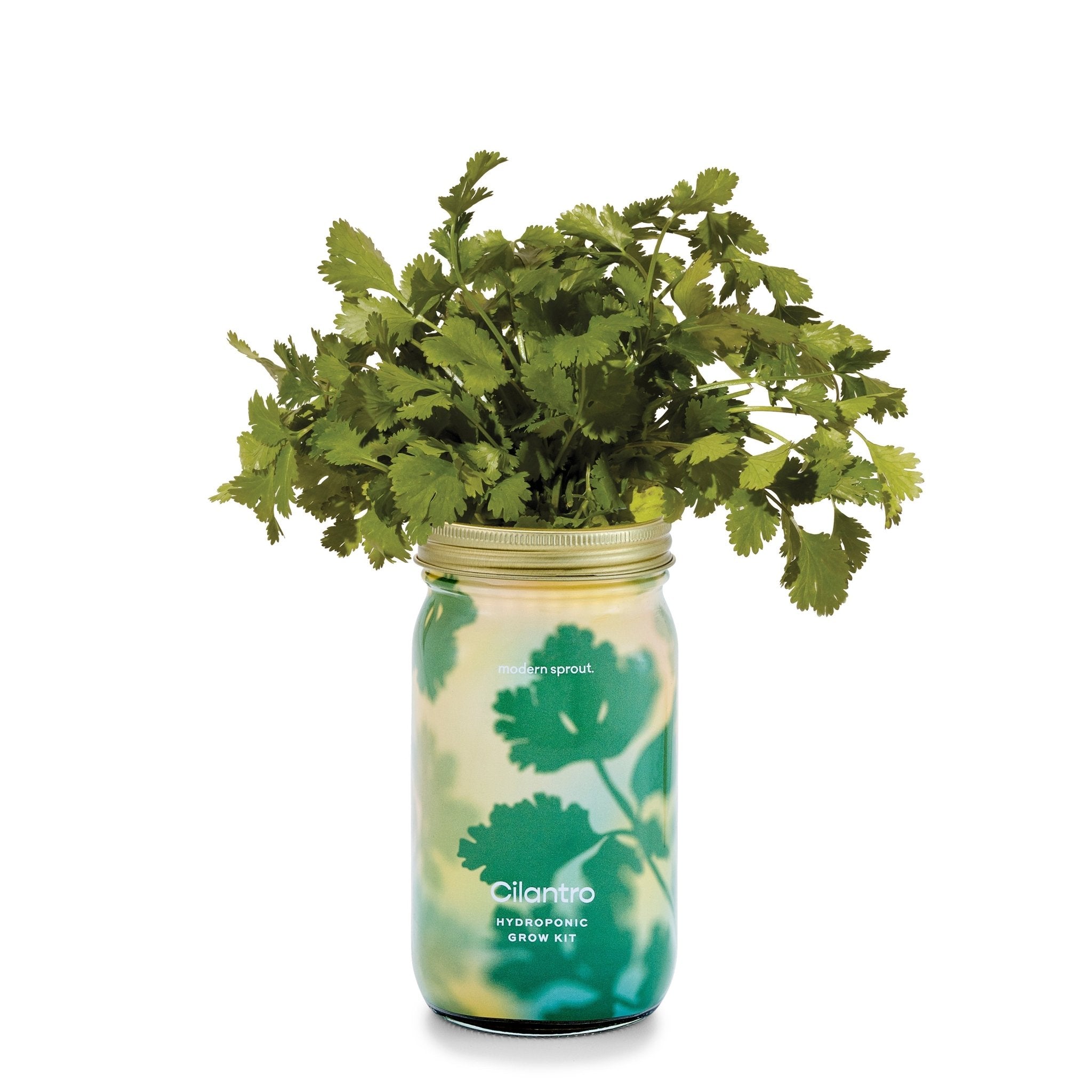 Garden Jars - Organic Herbs - Cheeky Garden