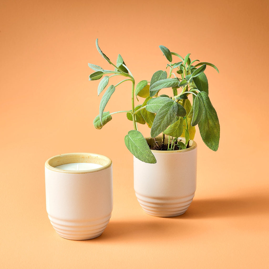 Garden Vibes Candle/Planter 2-in-1 - Cheeky Garden