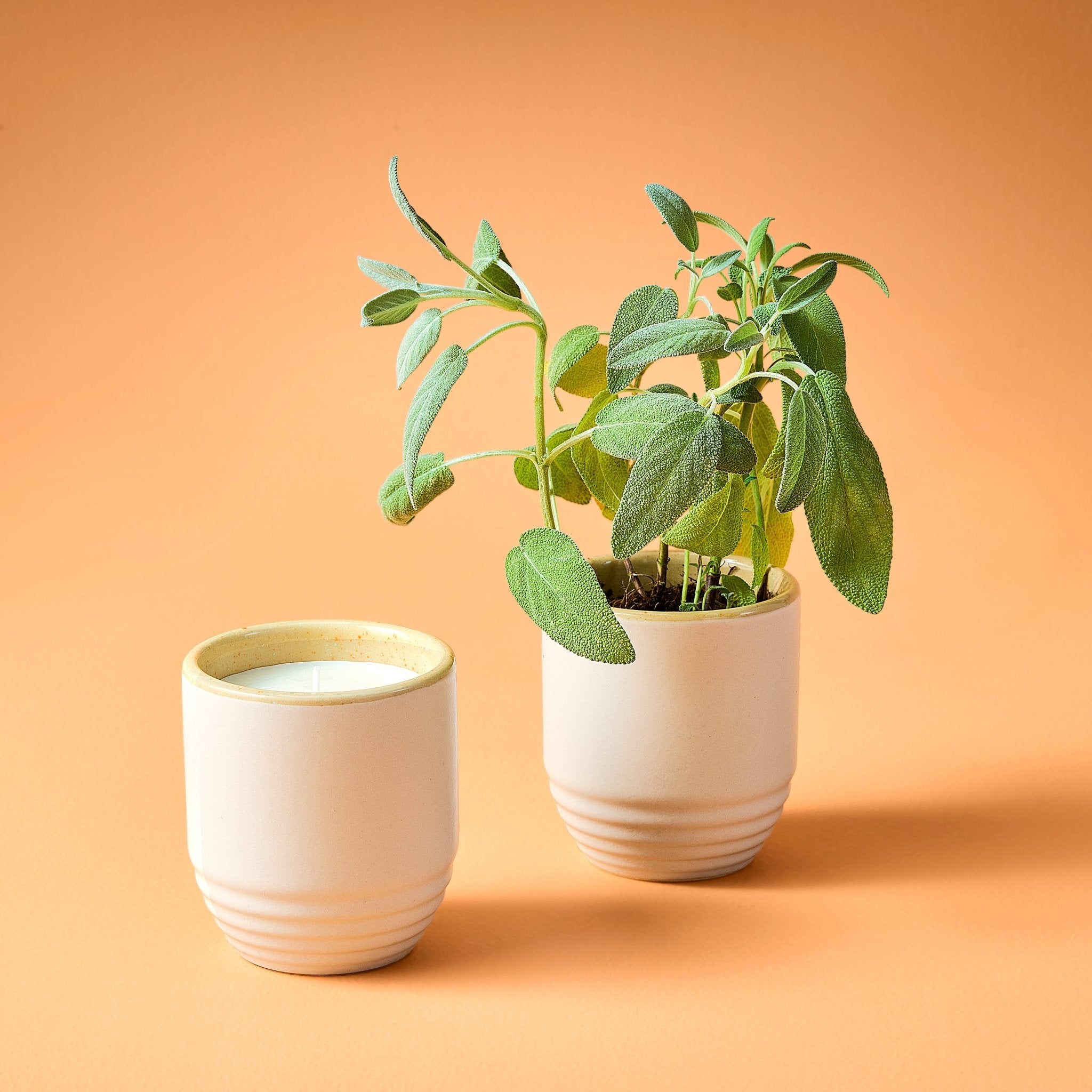 Garden Vibes Candle/Planter 2-in-1 - Cheeky Garden